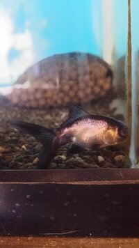 金魚の出目金 黒 を飼ってうんですが 黒かったのがだんだん白くなってきたんで Yahoo 知恵袋