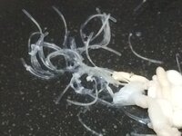 イカの内臓 これなに 胴はお刺身にして げそとえんぺらは軽く湯がきま Yahoo 知恵袋