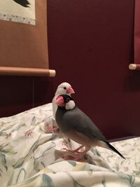 文鳥つぼ巣のお手入れ方法はどうしてますか こんにちは かなり Yahoo 知恵袋
