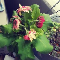 ガーベラの花が終わったら 茎はどのあたりで切ればいいですか 根元から新 Yahoo 知恵袋