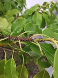 庭にある そよご の枝にビッシリ何かついているのですが害虫でしょうか 影 Yahoo 知恵袋