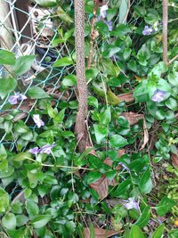 この蔦のような植物の花の名前を教えてください キョウチクトウ科のツルニチニ Yahoo 知恵袋