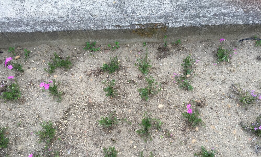 写真は庭に芝桜を植え付けたのですが 植え付ける間隔はこのような感じで大丈夫でし Yahoo 知恵袋