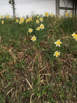 スイセンの花の咲く向きについてです このスイセンのように なぜ Yahoo 知恵袋