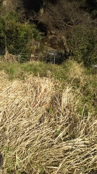 雑草について こんにちは 畑に写真のような草が生えて トラクター Yahoo 知恵袋