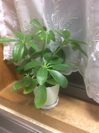 小さい観葉植物をあまり大きくしないようにするにはどうすればよいですか 鉢 Yahoo 知恵袋