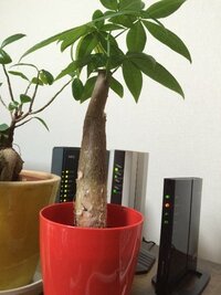 このパキラは実生 挿し木 どちらですか 根を見ないとどちらとも Yahoo 知恵袋