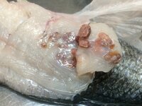 寄生虫がついている魚をあなたならどうしますか 今日釣ってきたスズキに粘液 Yahoo 知恵袋