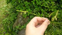 これは笹の花ですか 最近テレビでも取り上げられる笹の花ですが 祖母宅の庭でこん Yahoo 知恵袋