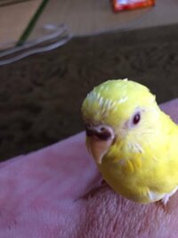 うちのインコの顔に白い硬い毛が出てるんだけど病気かな 病気じゃないよ 笑 Yahoo 知恵袋