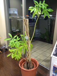 パキラ等 観葉植物をねじったり三つ編みで仕立ててみたい 素人でもでき Yahoo 知恵袋