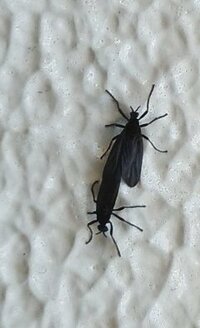 白壁に15ペアぐらい付いてたこの黒い虫の名前をおしえてください かなりキモイ光景 教えて 住まいの先生 Yahoo 不動産