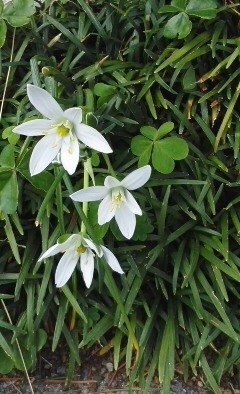 公園の道路脇の植え込みに咲くこの白い花の名前をおしえてください ユリ科の Yahoo 知恵袋