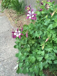 セイヨウオダマキの花が咲かないのはなぜ 去年の秋にセイヨウオダマキ Yahoo 知恵袋