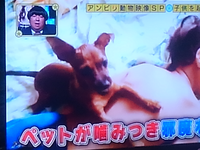 最強の犬種は何犬かご存じですか 土佐犬でしょうか 攻撃性 Yahoo 知恵袋