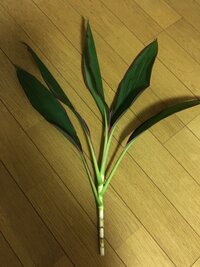 花束の葉から根が出ました いただいた花束を花瓶に挿していたところ 大き Yahoo 知恵袋