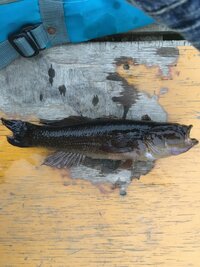 この魚の名前を教えてください 川の汽水域で釣れました カワアナゴの仲間で Yahoo 知恵袋