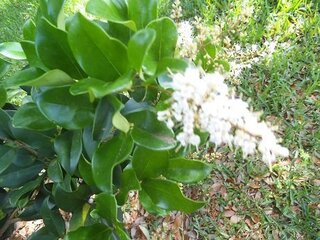 この花木の名前を教えてください 初夏に白い花が咲きます 小さい花弁がぎっしり固 Yahoo 知恵袋