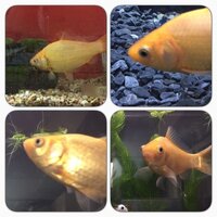 ポップアイ うちの和金ちゃん 目が飛び出ている気がするの Yahoo 知恵袋