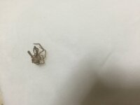 至急です 今部屋を掃除していたら 掛け時計の裏に 足を広げると2 3cm程の蜘 教えて 住まいの先生 Yahoo 不動産
