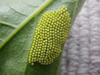 この害虫の卵は何ですか 柿の葉に産み付けていた卵です 規則正しく綺麗に並んでい Yahoo 知恵袋