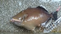 海水魚ポップアイについて こんばんわ魚がポップアイになっ Yahoo 知恵袋