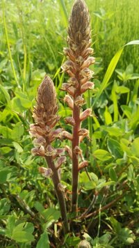 写真に写ってる花の名前を知ってる方 教えて下さい 土手沿いに咲いてい Yahoo 知恵袋