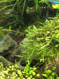 海水水槽で糸状コケ対策 糸状コケが増えてきたので対策ユニット Yahoo 知恵袋