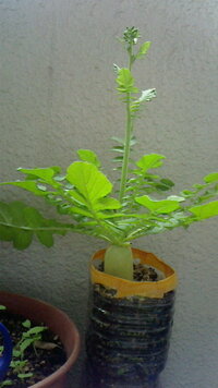 ペットボトルでダイコンの種をまいて育てていたら 花 みたいなのが生え Yahoo 知恵袋