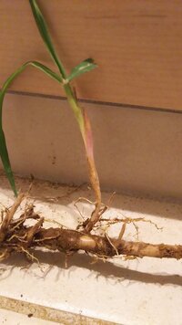 3月に引っ越しをし 今ちょうど庭の雑草をとっていますが 元々畑だった Yahoo 知恵袋