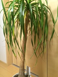 ポニーテールの剪定するとき葉先はどうしたらいい 鉢植え Yahoo 知恵袋