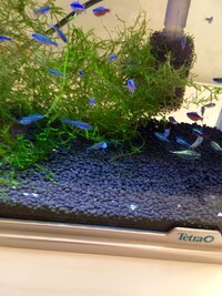 熱帯魚 グリーンネオンテトラ カージナルテトラ ゴールデンテトラ オ Yahoo 知恵袋