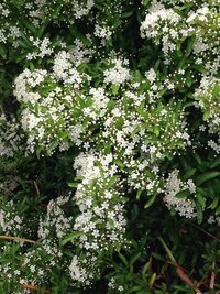 庭先に植えっぱなしにしていた菊 草花 の頂上部が全てしおれてきました Yahoo 知恵袋