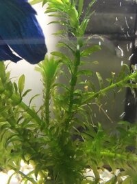 水草に水カビ 水草にフワフワとした白い物が付着しています これは水 Yahoo 知恵袋