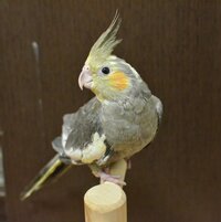 3か月のオカメインコです。 - まだ性別ははっきりと解りませんが