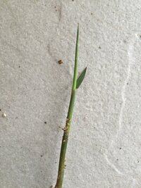 庭に画像のような雑草が生えているのですが結構根が深くて横に広がり次々に生えてき Yahoo 知恵袋
