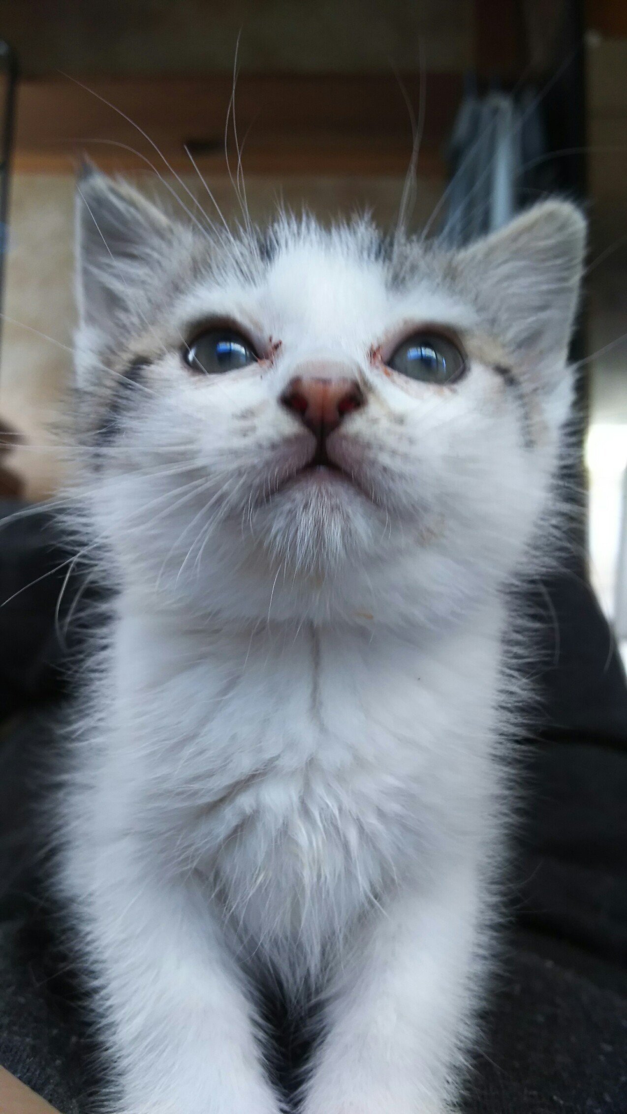 この地球上で一番可愛い動物は゛子猫゛だと思いませんか？ - チェコ 