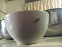 うさぎが餌入れにおしっこを なぜですか 改善する方法もおしえて Yahoo 知恵袋