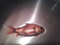 金魚に詳しい人教えてください 黒い模様or黒ソブの見分け方ってありま Yahoo 知恵袋