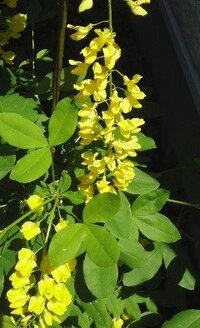 庭のキングサリ 金鎖 の花が 去年は見事な花が咲きましたが 今年は Yahoo 知恵袋