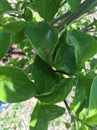 ハナミズキについて 最近庭に植えたハナミズキの葉が若干丸まって Yahoo 知恵袋