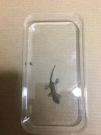 昨夜家の外壁でヤモリとクモがにらみ合っていたのですが どちらが強いんで Yahoo 知恵袋