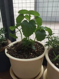 レモンバームの元気が無くなってしまいました ところどころ枯れて Yahoo 知恵袋