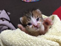 飼い猫がコンクリートを度々舐めています どういうことからでしょ Yahoo 知恵袋
