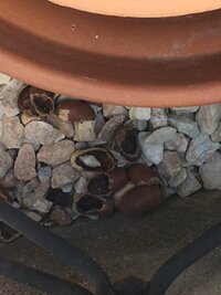 これはナメクジの卵でしょうか 今日 鉢植えのブルーベリーに肥料を与える Yahoo 知恵袋