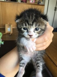 生後19日の子猫ちゃんなのですが 長毛か短毛か分かる方いますか へその緒も付 Yahoo 知恵袋