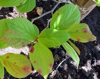 先日ヒメシャラを植えました 新芽が他のとは違って小さく赤いので 葉がちゃんと Yahoo 知恵袋