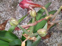 アマリリスの花が終わって 花の根元に写真のような膨らみが現れました たぶん花が Yahoo 知恵袋