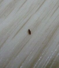 茶色い 1ｍｍくらいの小さな虫について 最近テーブル 畳のある部屋 の上に小 Yahoo 知恵袋