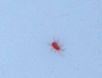 ベランダにいたダニのような赤い虫体長１ミリ以下なんていう虫なのでしょ Yahoo 知恵袋